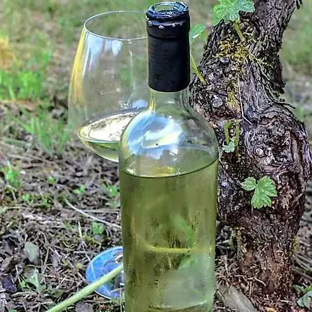 Viva Bacco Cadenazzo